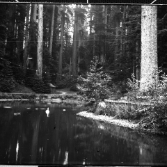 sequoia park duck pond.jpg