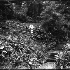 sequoia park trail.jpg