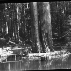 sequoia park pond.jpg
