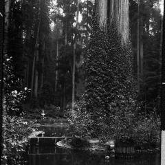 sequoia park duck pond island.jpg